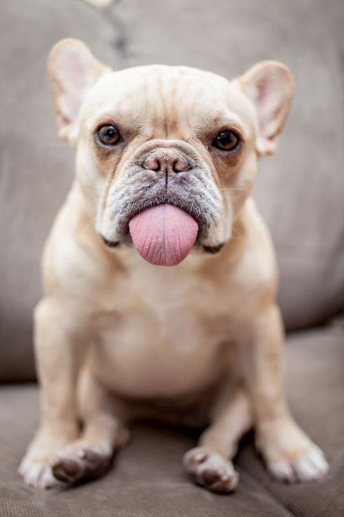 SearchIQ_WP's tweet photo. To all the pets out there, #HappyNationalPetDay! https://t.co/F5uaXwU2Yz