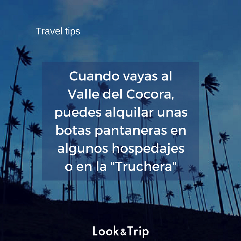 Look and Trip tweet media