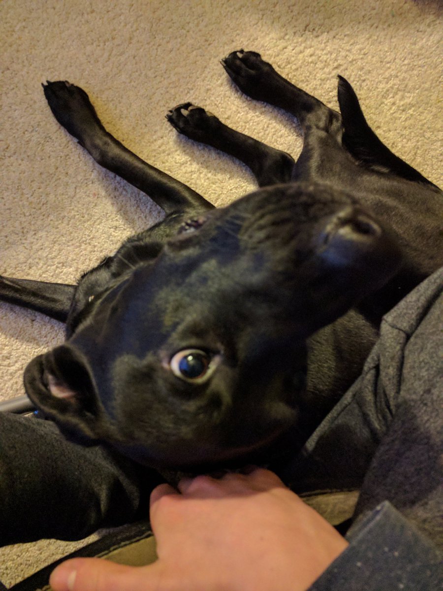 pet
