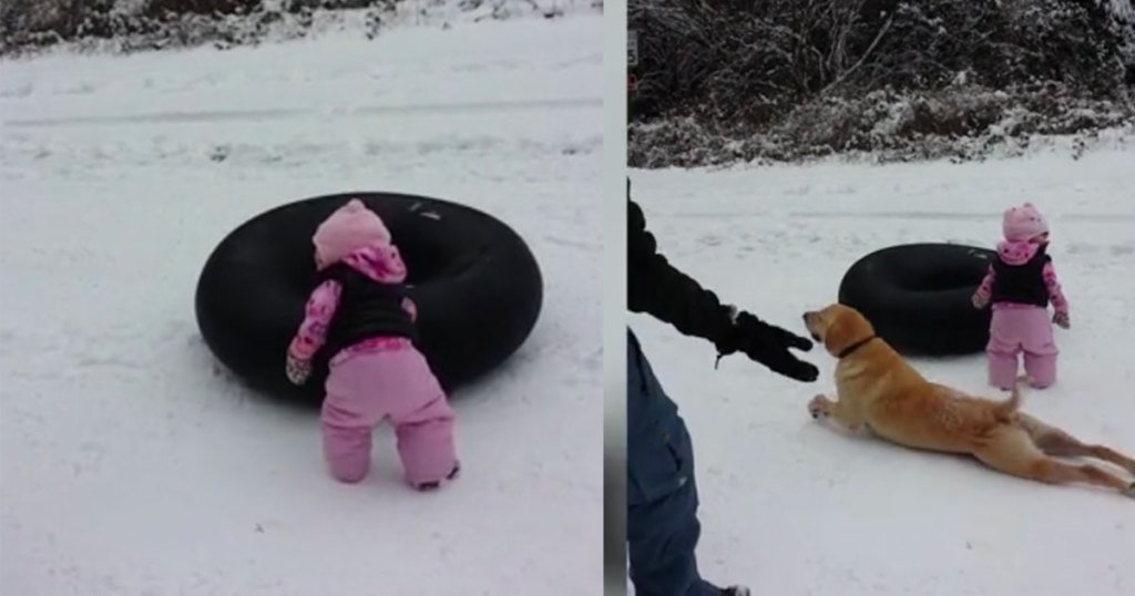 RealDepartment's tweet image. Parents are recording their precious little girl. Suddenly dog hilariously photobombs… realdepartment.com/entertainment/…