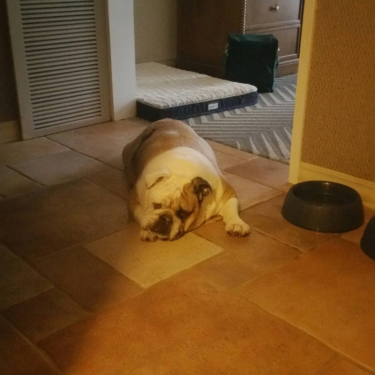 tcoppermann's tweet photo. Networking at #TSUN2017 is hard work for Fiona. https://t.co/LOTis5is7a