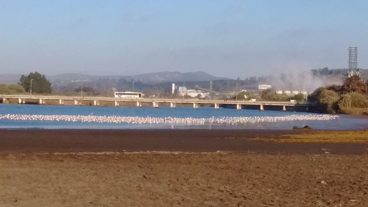 DeConCon's tweet image. Gaviotas de Franklin se preparan para su largo viaje de 18.000 km #concon