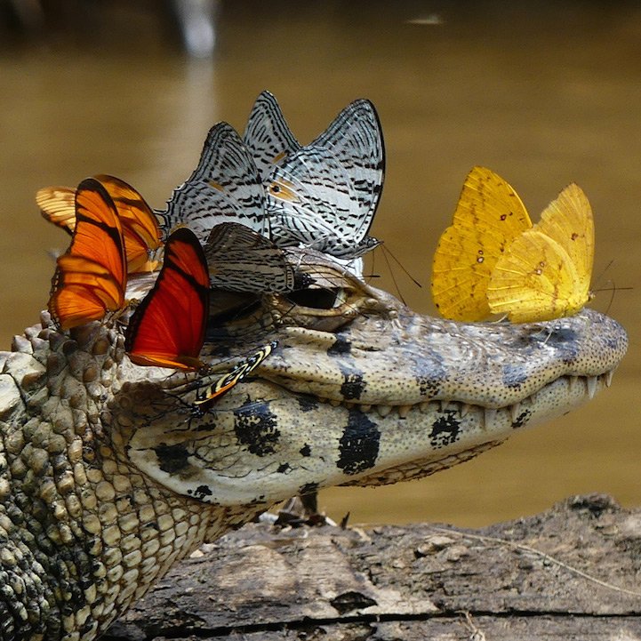 mymodernmet's tweet image. A once-in-a-lifetime photo captures a caiman wearing a crown of butterflies in the amazon trib.al/mQ9BNTc