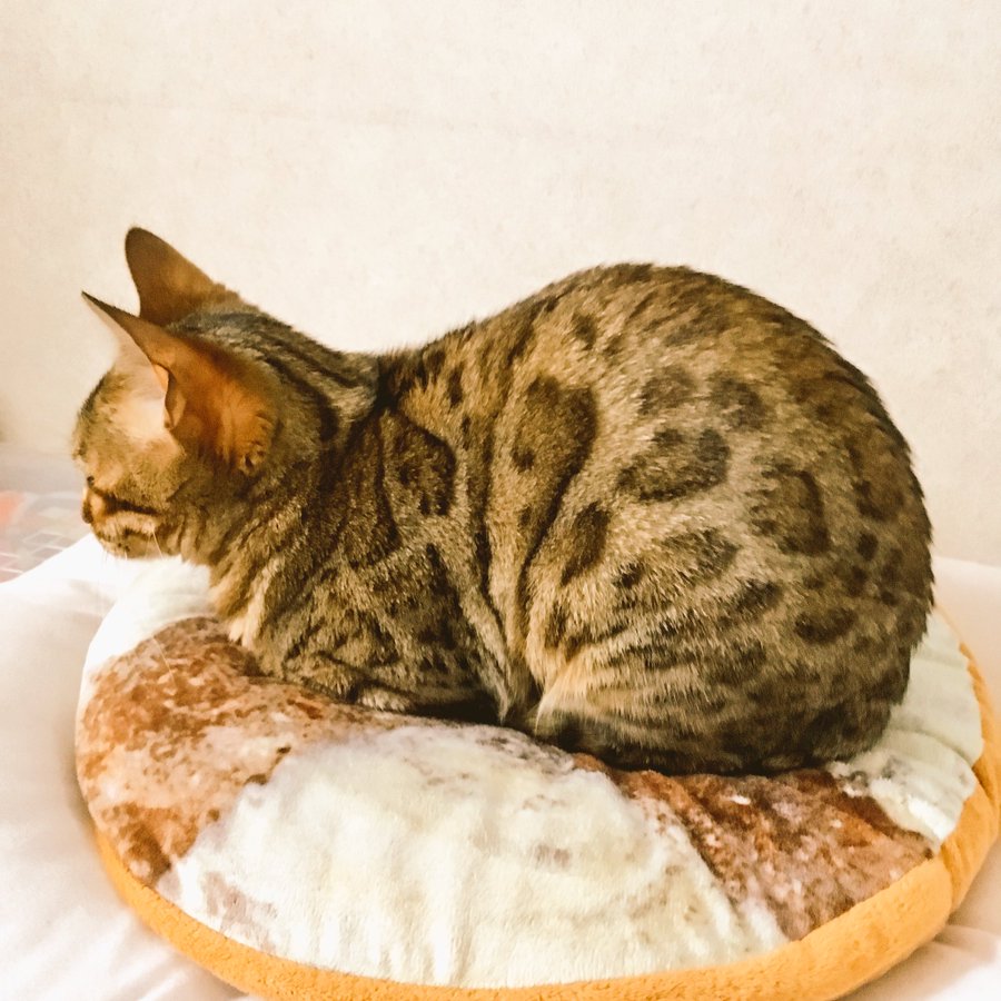 動画 猫とパンクッションのコラボが癒される 食パンと間違える姿も可愛い なみろぐ