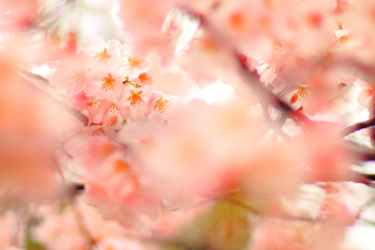 _photo88's tweet photo. 桜見てきました！やっぱり日本の伝統！素晴らしいですね！#ファインダー越しの私の世界 #写真撮ってる人と繋がりたい #写真好きな人と繋がりたい #桜 #新宿御苑 #久々のツイート https://t.co/BKbImGpa24