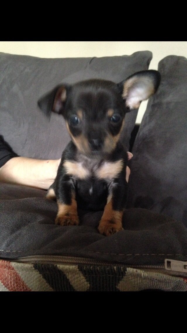 From the best dog my human ever had!!! Xo #HappyNationalPetDay