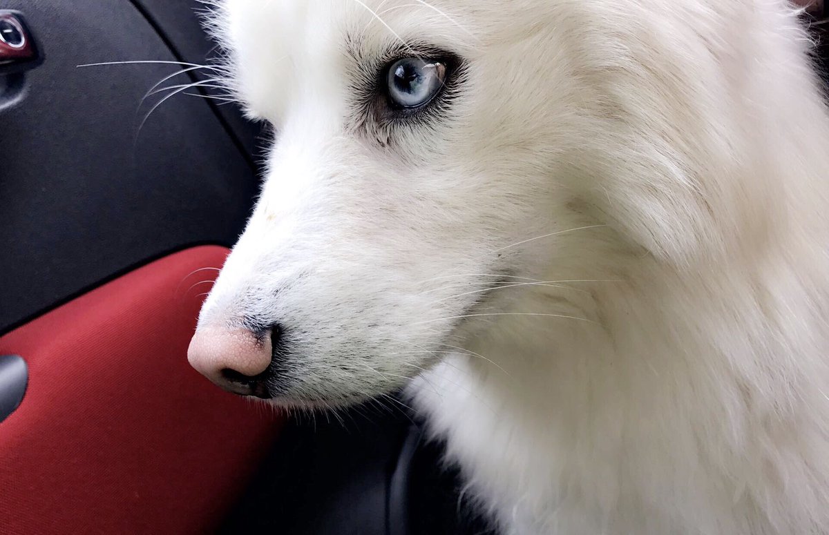 rebeccariggan_'s tweet photo. Entering my baby into the " West Midlands Most Handsome CrossBreed " because look at him. 😍 #VoteForTeddy #tedtowin https://t.co/sdc0fMnd7k
