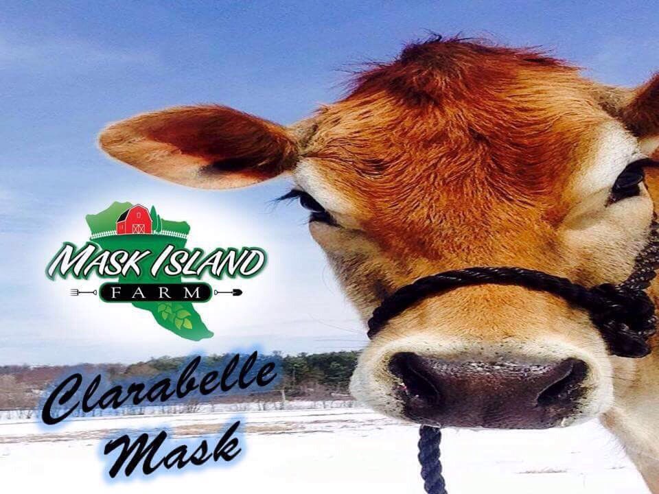 Maskislandfarm's tweet photo. Welcoming clarabelle to the island our jersey heifer 🌴 #jerseycow #clarabelle #milk #princess 🙈 https://t.co/vUWs7YBDb7