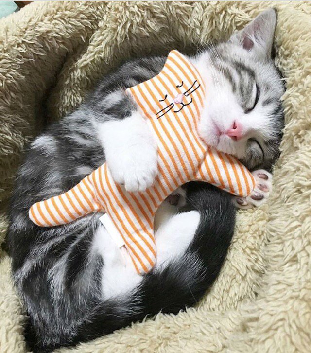 Elverojaguar's tweet photo. 🎈😽🎈😻🎈😸🎈😽🎈😻🎈

🐾🐾🐾🐾 https://t.co/2O68apQ6yq