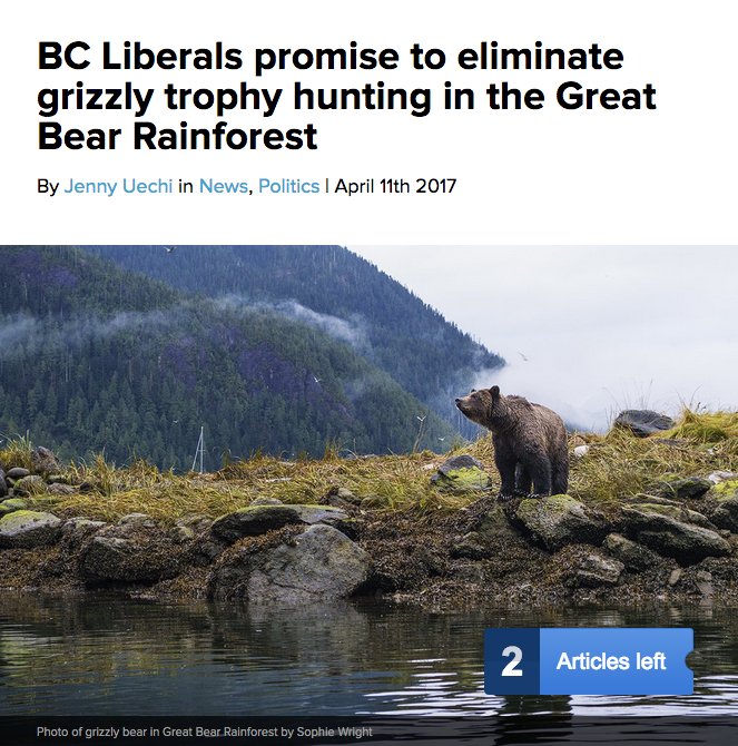 bearsforeverbc's tweet photo. - BREAKING NEWS - @BCLiberals promise to eliminate grizzly trophy hunting in the Great Bear Rainforest -@NatObserver https://t.co/PqG2EdzMlY https://t.co/iaOSxKQv9e