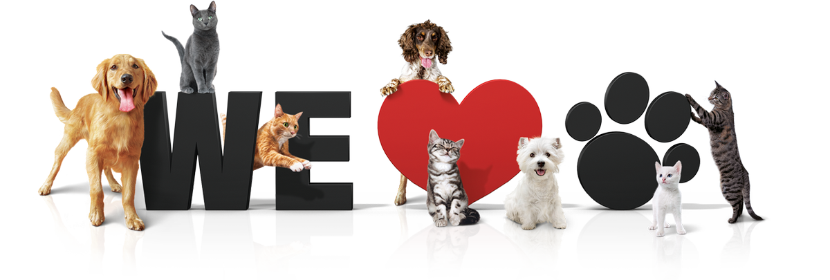 NMSProperties's tweet photo. Happy #NationalPetDay! Most of our long &amp; short-term #LosAngeles &amp; #SantaMonica #apartments accept #dogs &amp; #cats. https://t.co/yPr8Oxxby9 https://t.co/BYgSqQg4Do
