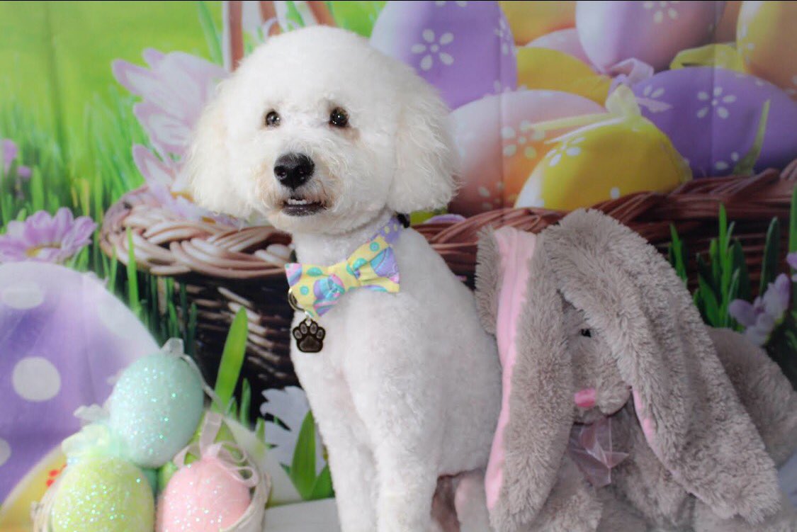 rey_ganar's tweet photo. If you are having a bad day, just know Ollie intends to send Easter cards out to all his paw-pals. https://t.co/IOzIx2FmyJ