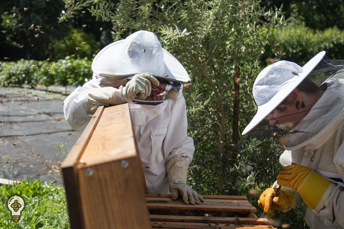 BeeThinking's tweet photo. Connecting with a local #beekeeping group can be incredibly helpful—especially for first time beeks! 🐝 https://t.co/C1CRZl5ou3