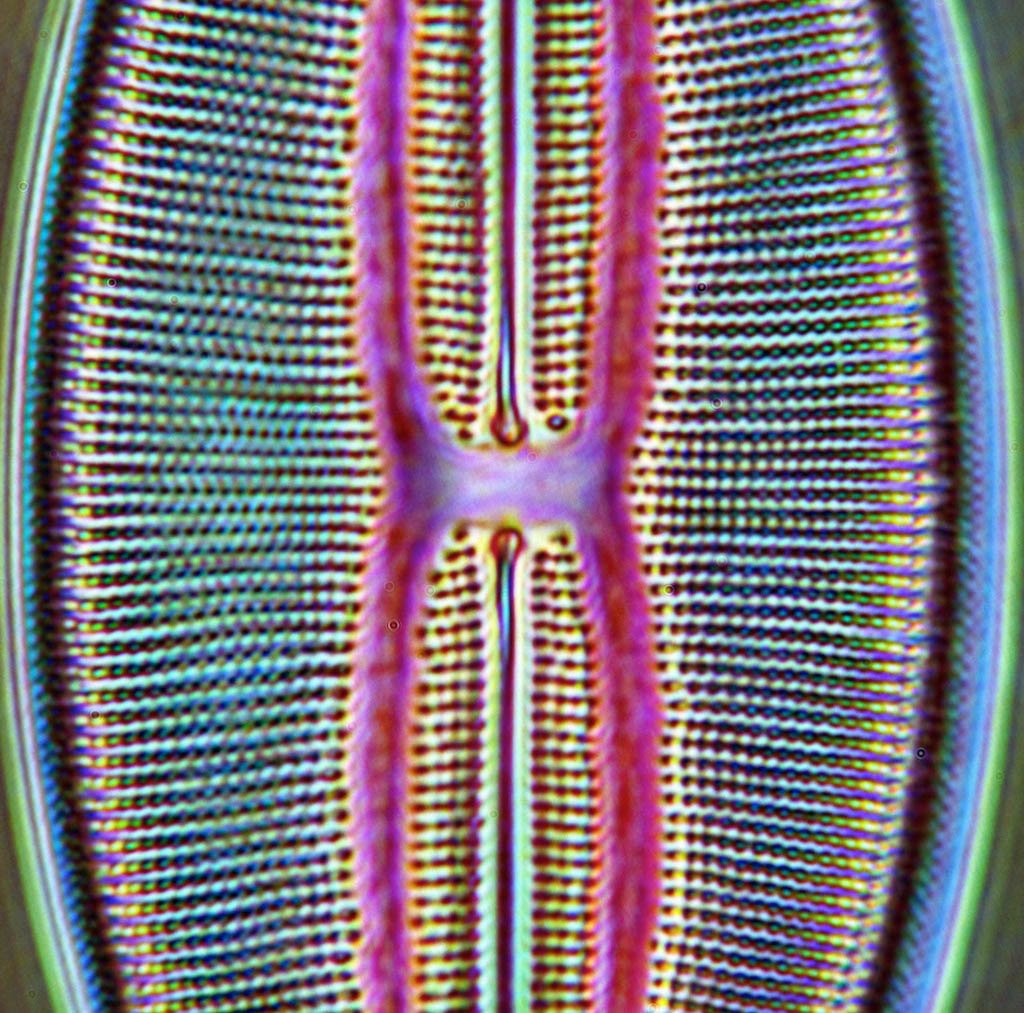 MatsuImaging's tweet photo. #Photo of #diatom N. lyra. Its center looks like an outline of a lyre. Phase contrast microscope enhances contrast. #microscope #sciart https://t.co/GPinfGKtzX