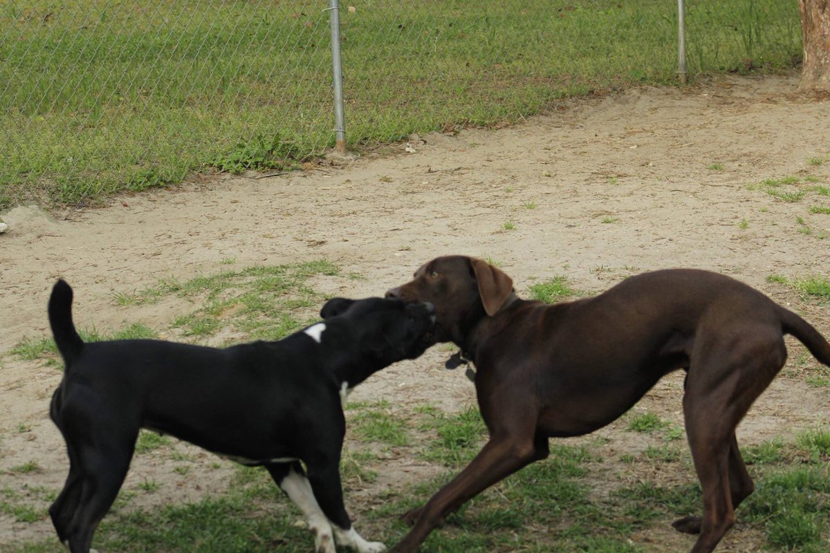 deanna_marie15's tweet image. Happy #nationalpetday to my tug of war playing puppy dogs. #RubyMarie #Simon.