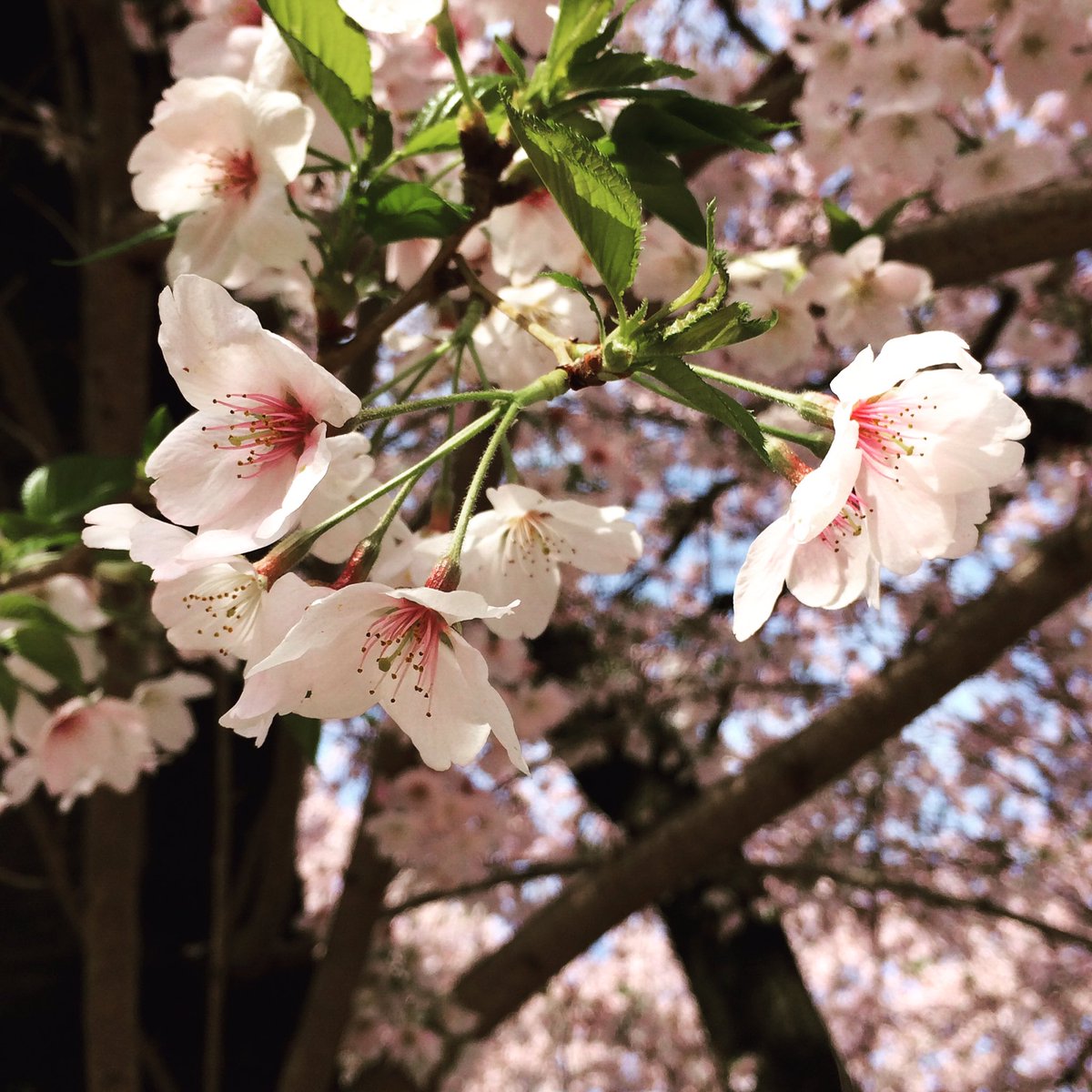 O Xrhsths 松田洋治 Sto Twitter 春は桜だけでなく 美しい日本語とも出会える季節 花冷え 花流れ 花散らし も 意味は置いといて 言葉の音としては美しい O Xrhsths 松田洋治 Sto Twitter 春は桜だけでなく 美しい日本語とも出会える季節 花冷え 花流れ 花散らし も 意味は置いといて 言葉の音としては美しい