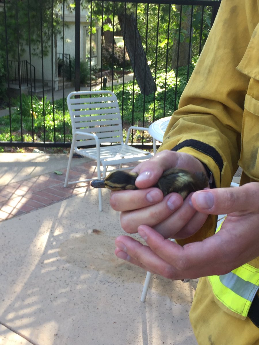 welsbie_45's tweet photo. 2 of 2:  Mama and baby reunited at last.  @VCFD https://t.co/1wKcwhCEGe