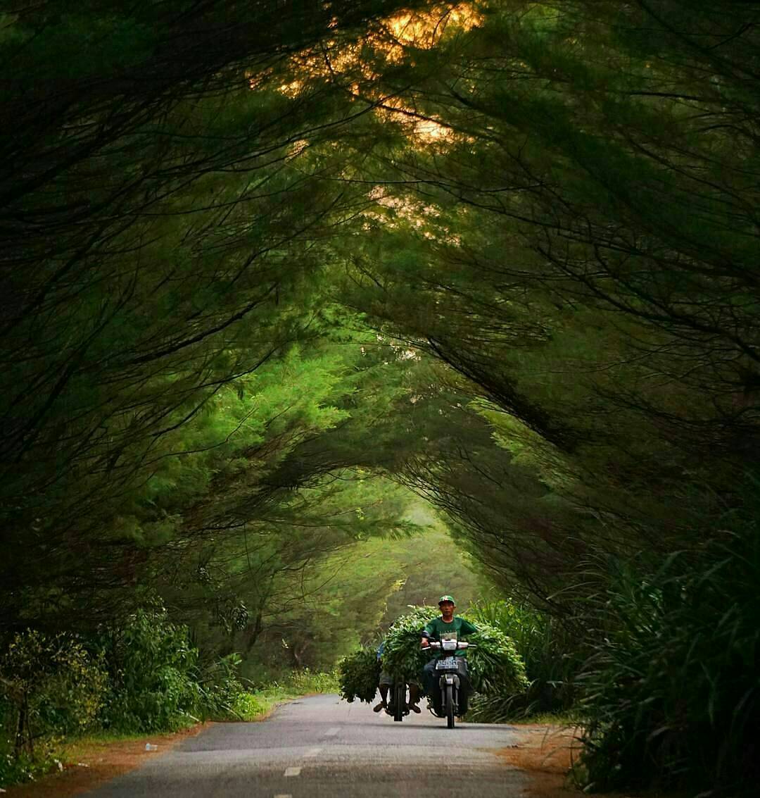 Jogja24Jam's tweet photo. Selamat pagi Jogja, segarnya mata melihat Ijo royo-royo 😘
.
Loc: Sekitaran Parangkusumo.
Foto: gezt_rock https://t.co/HjveCTGrjE