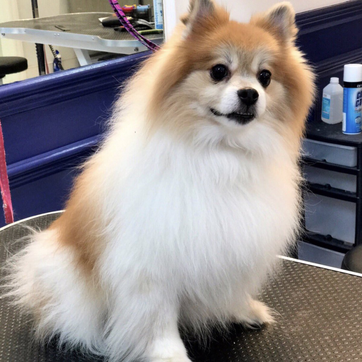 VanderpumpDogs's tweet photo. Come into Vanderpump Dogs daily, beginning at 10am and get your dog #Vanderpuffed! Give us a call at (323) 852-DOGS! 💕🐶 #VanderpumpDogs https://t.co/bNakYqdrHf
