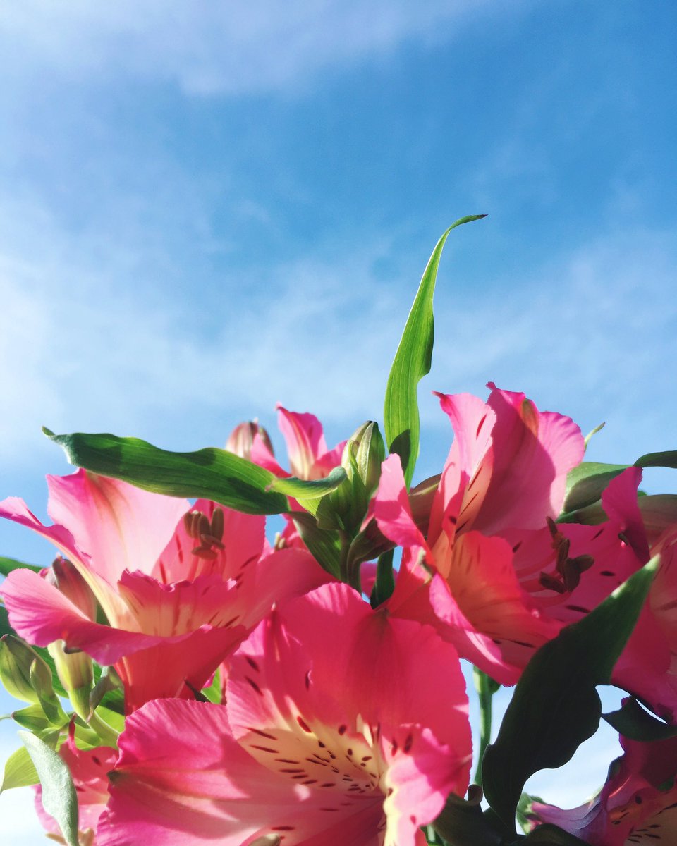 アルストロメリアの花言葉 Twitter Search Twitter