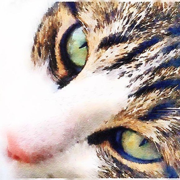Happy #NationalPetDay to my favorite #furball! 
#catsofinstagram #furbaby #watercolor ift.tt/2oxg5Bm
