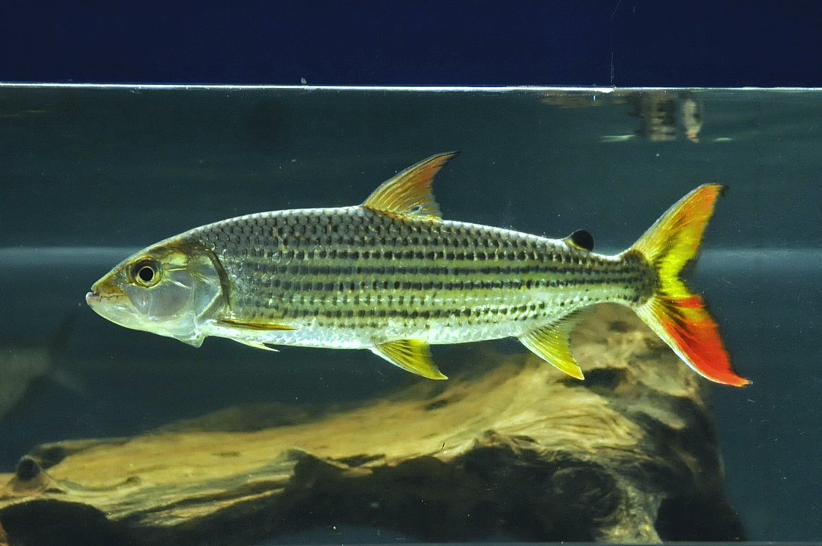 アフリカンカラシンのビッタータス・タイガーフィッシュが相変わらず