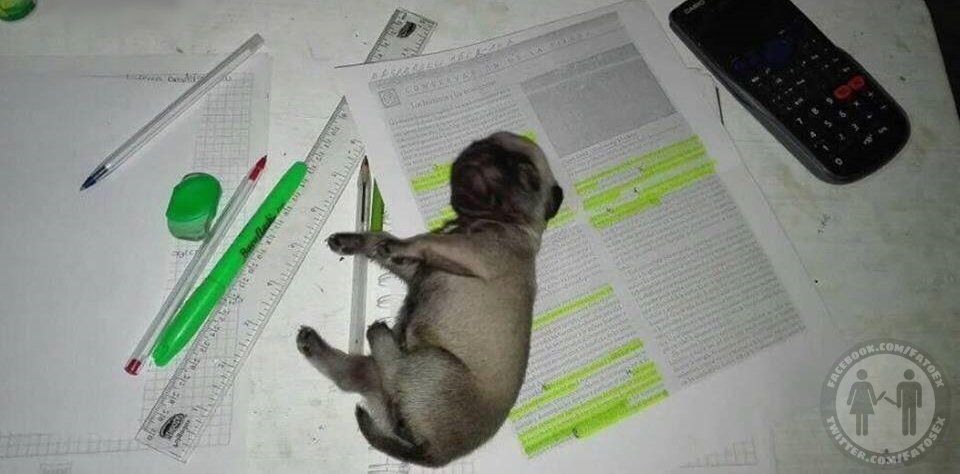 ClarissaYorke's tweet photo. eu estudando https://t.co/QPGkWIiUFl