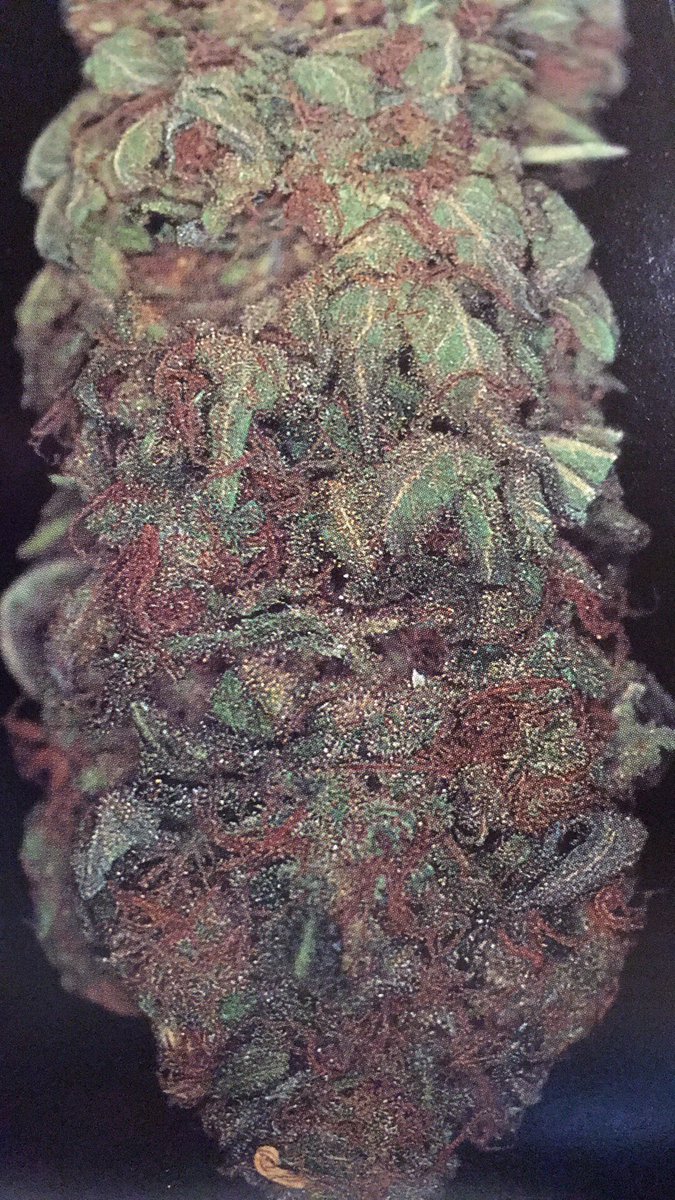 420LocalTime's tweet image. Cali Orange is a CA-bred clone from 1980 and is not to be confused with the Sensi Seeds version. She balances out at 50% indica,  50% sativa