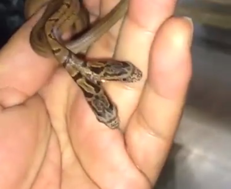 amelia_baldrey's tweet photo. i found a picture of you #TwoFacedSnake https://t.co/QrXEszZXu0