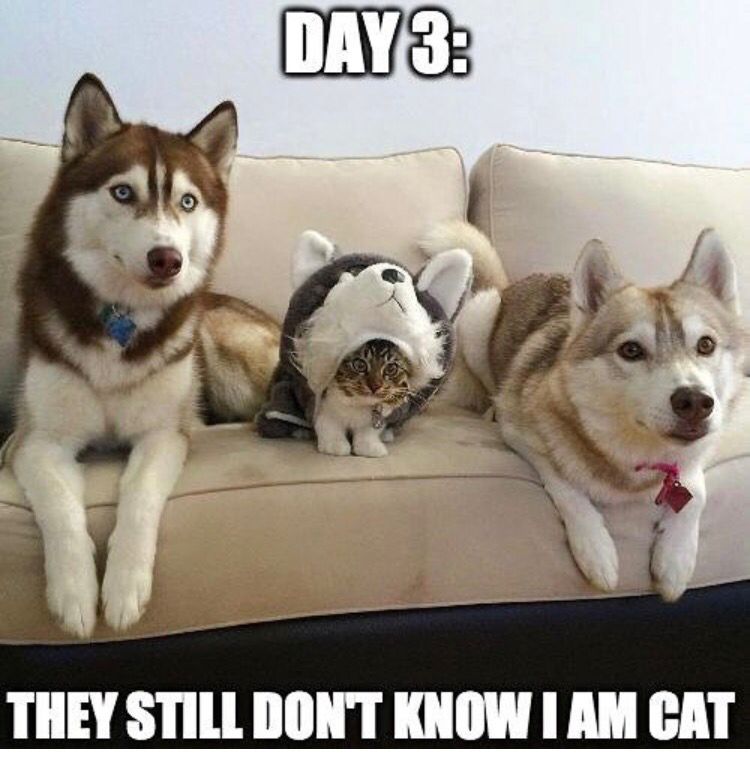 CauseWereGuys's tweet photo. Happy #nationalpetday 😂😂😂 https://t.co/HyKhUSAPUZ