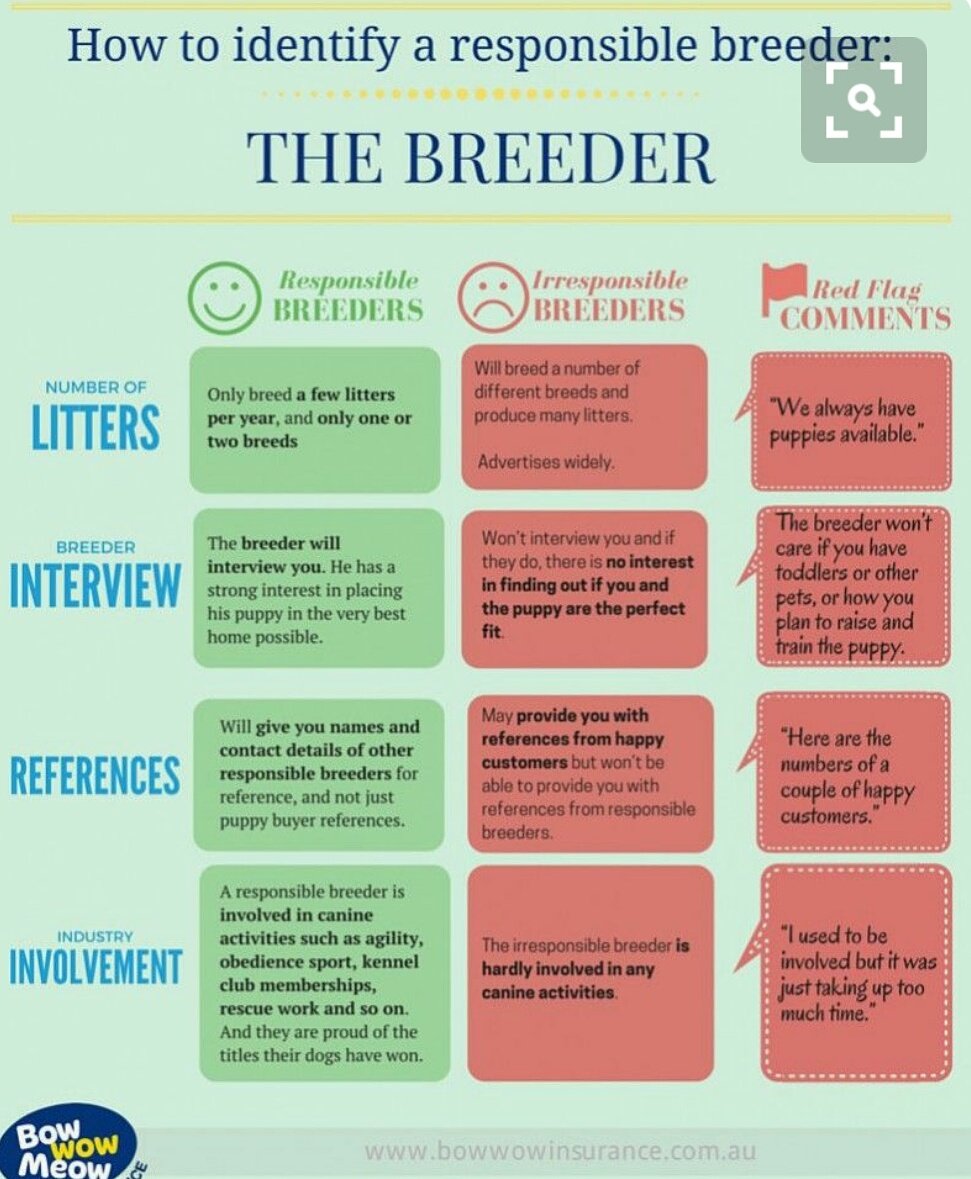 UprightCanineBr's tweet photo. #UCB tip. #megaesophagus #responsiblebreeder #megaeawareness #uprightcaninebrigade https://t.co/Pcbb7MViik