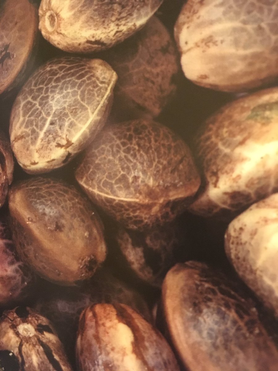 420LocalTime's tweet image. Ripe Cannabis Seeds ready for cultivation. Visit ylbs420.com to list your company and get noticed in 2017