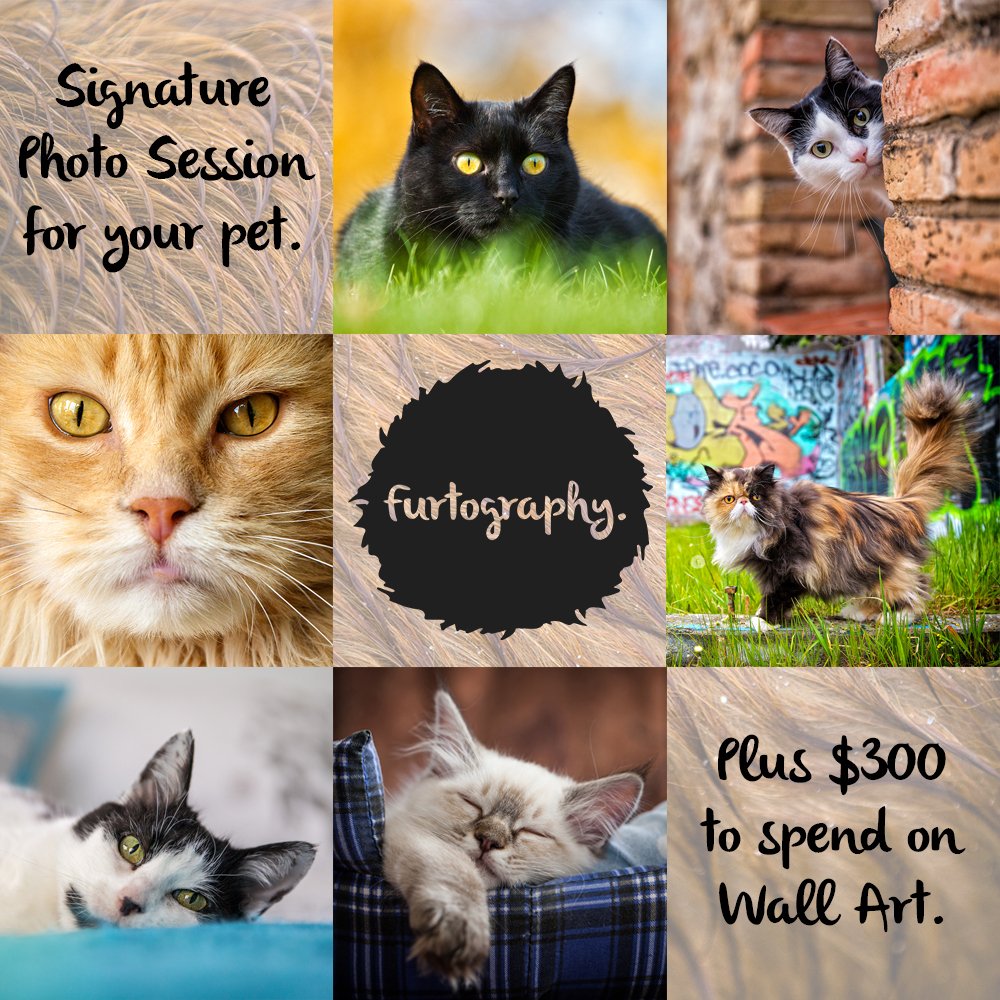CatRescueChch's tweet photo. get ur bids in 4 our silent auction b4 14 april. check it all out @ https://t.co/fGjxAYLTZM message https://t.co/1kZ2EK0hRk with ur bid :) https://t.co/6vY41yxYL3