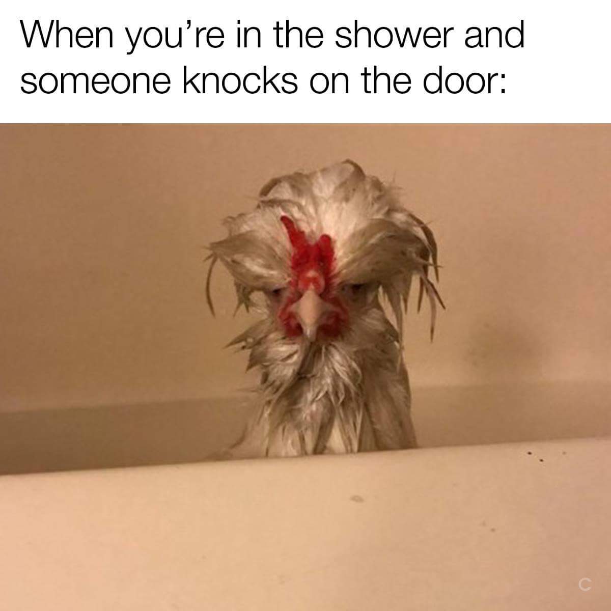 miss_sparkles11's tweet photo. Yeah... When all 3 dogs start barking... then howling... And you're powerless to do anything... 🤣 Lol #GrumpyChicken https://t.co/ZvrZVsIaNo
