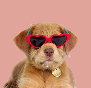 maknaepuppy's tweet image. 💕#HappySehunDay #세훈생일축하해