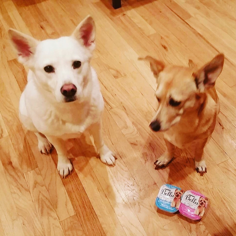 OrieLim's tweet image. My good doggo deserve great dinnah! @Belladogfood #gotitfree