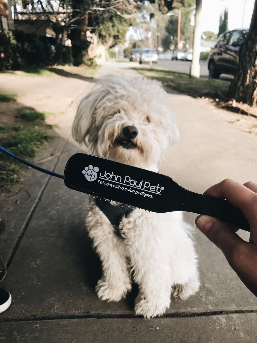 Henry2theRescue's tweet photo. Fearless Dog Owner Tip #11: "@JohnPaulPet helps detangle my fur and keep me feelin' pretty." https://t.co/hO9bxM46HL