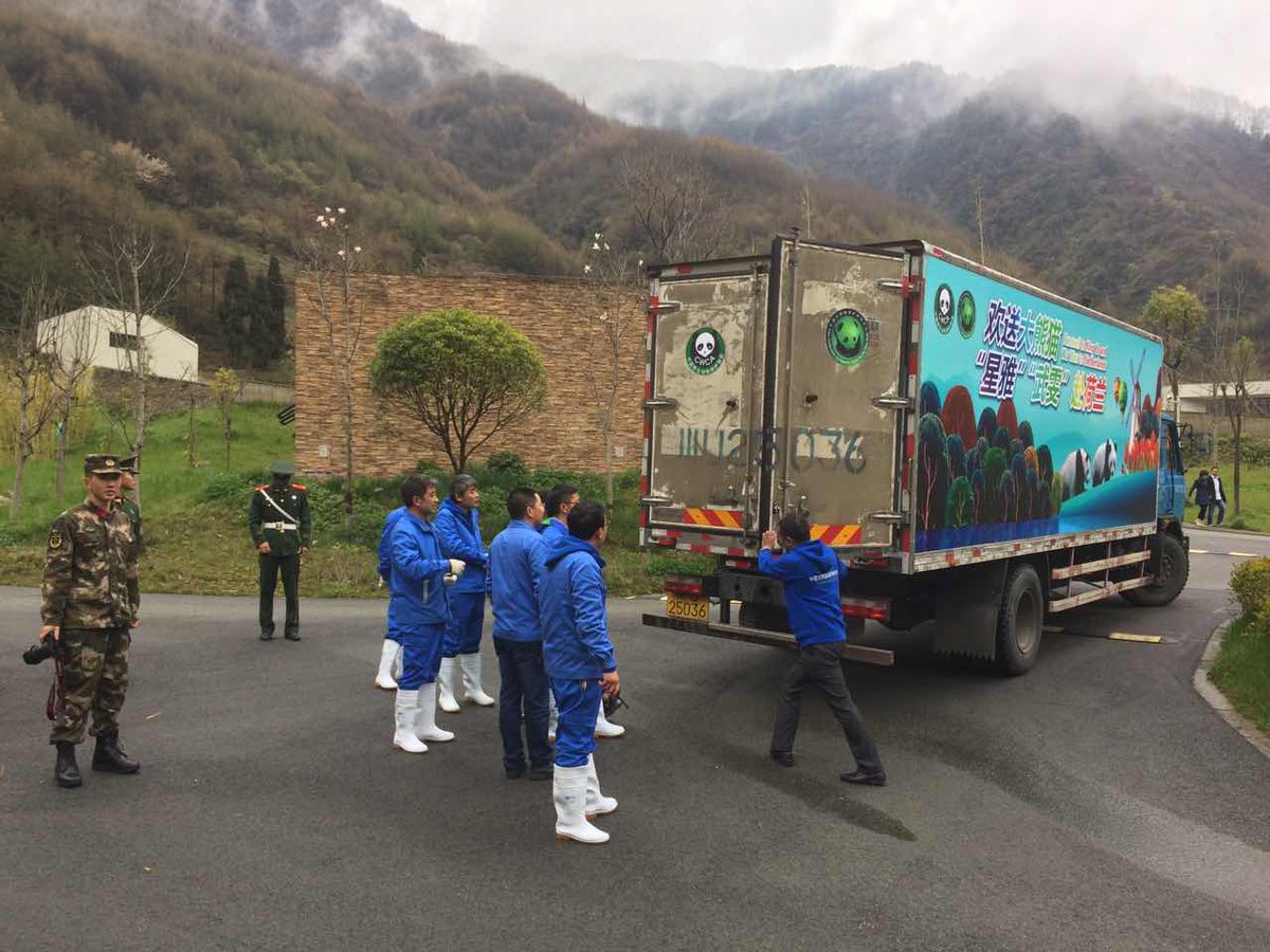 NLinChina's tweet image. Today, #WuWenXingYa will fly to #KingdomNL. @KLMCargo prepared special transportation boxes so they will arrive well-rested @Ouwehandszoo