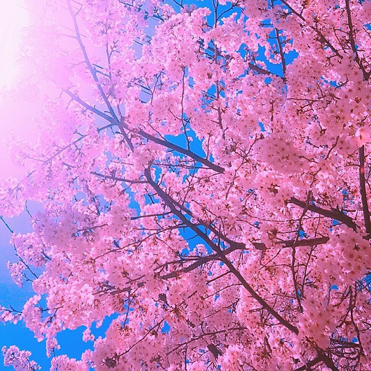 rambbodotcom's tweet photo. 170412 [BORAM INSTAGRAM]
🌸 https://t.co/zHMvypNjAW