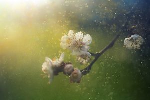 SelfSuffCom's tweet photo. Healing Seasonal Allergies https://t.co/okoS4wCPAm https://t.co/hAYtaTNdHb