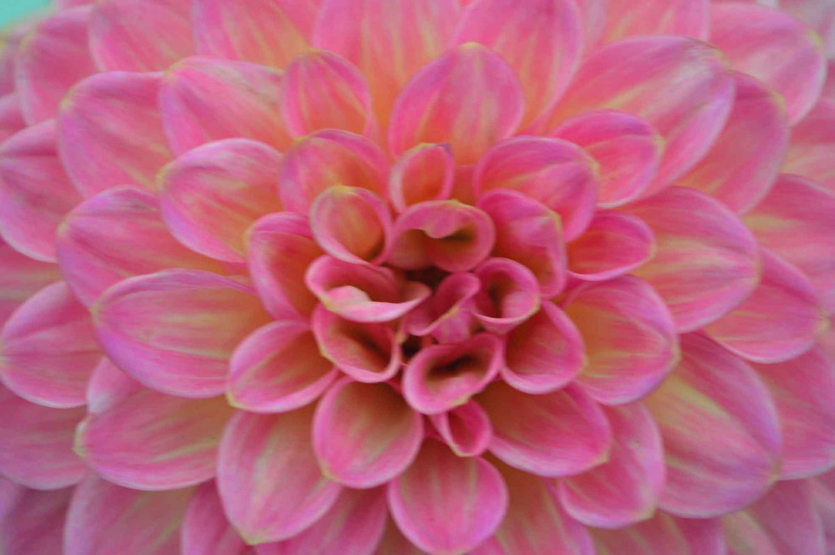 MandyCanUDigIt's tweet photo. NEW: Complete guide to growing #dahlias from tubers. #gardening #NationalGardeningWeek https://t.co/q9rHfk1gKr https://t.co/p9HwsqbFU4