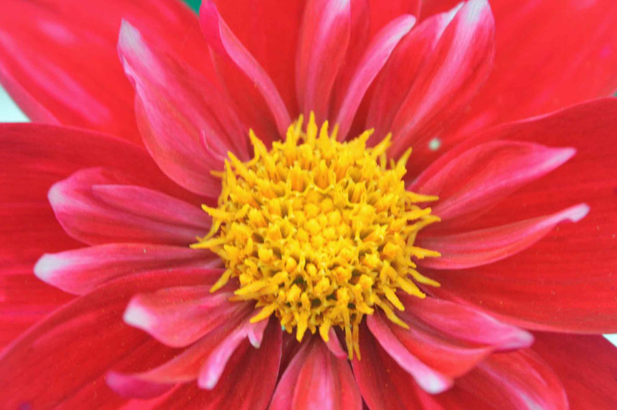 MandyCanUDigIt's tweet photo. NEW: Complete guide to growing #dahlias from tubers. #gardening #NationalGardeningWeek https://t.co/q9rHfk1gKr https://t.co/p9HwsqbFU4
