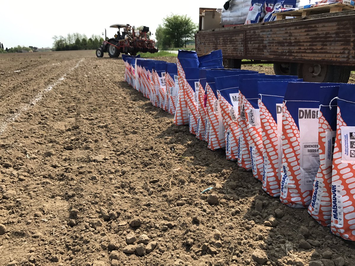 MAS_Italia's tweet photo. Seminato oggi il campo vetrina 2017! 24 parcelle di mais e tante novità..@zampieri79 https://t.co/BWe076Y90m