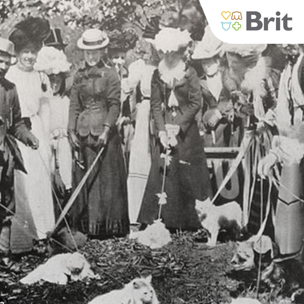 brit_id's tweet image. Pertunjukkan kucing pertama kali di helat di London pada tahun 1871. #catsfact #catsshow #showkucing #britid