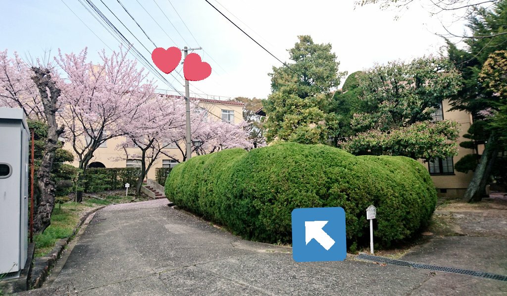 神戸女学院大 津軽三味線部 tweet media