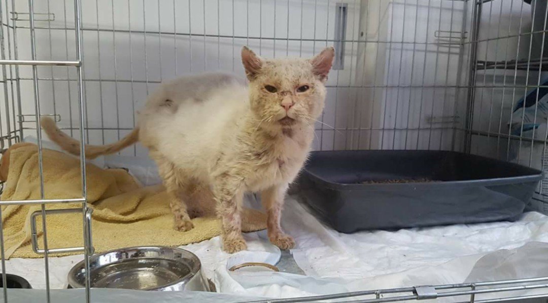 Ngo9lives's tweet photo. Albion, our new one. Found on the streets of #Tenja, mangy, malnourished, alone, abandoned... https://t.co/CovLtNcL45