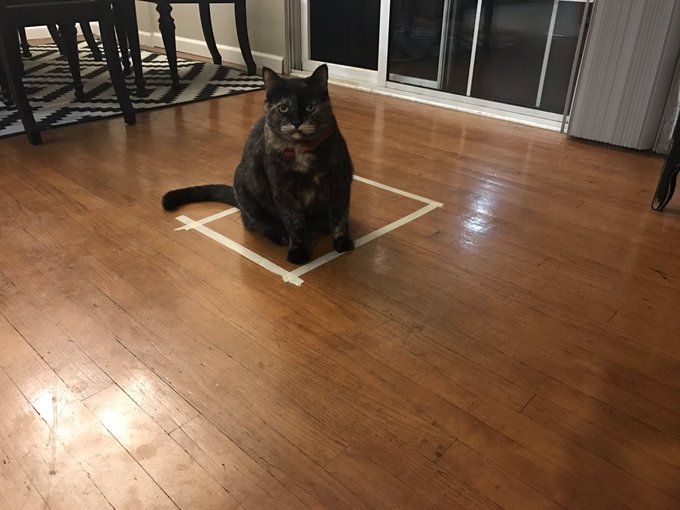 Ver imagem no Twitter