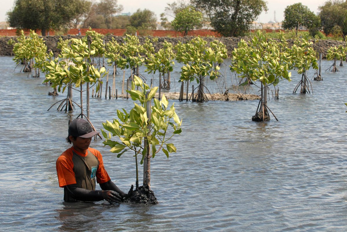 Banser_Maritim's tweet photo. 4. Kerusakan Hutan Mangrove, dari 3,2 juta ha total mangrove di Indonesia, atau 22 persen luas mangrove dunia, hanya 46 persen yg masih baik https://t.co/0tYUQWygNd