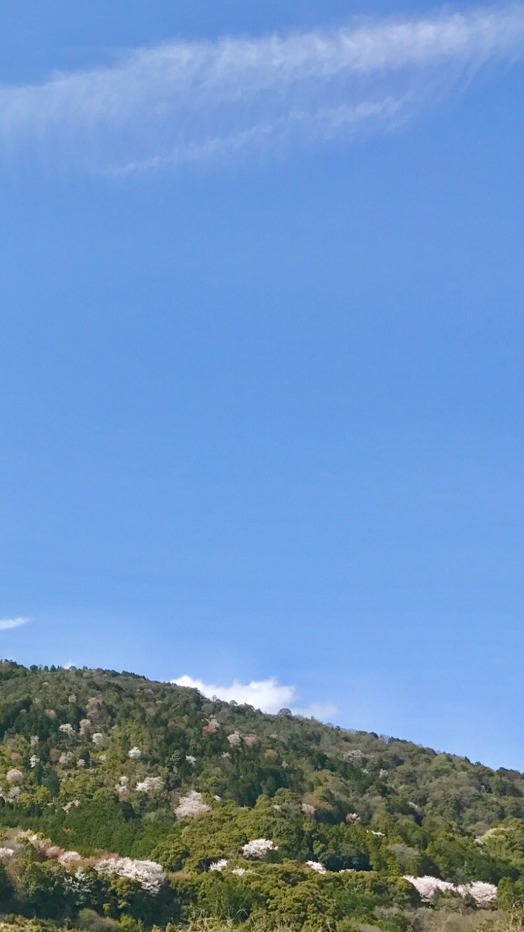 𓇟黒大根くん2 0 ビジネスとプログラミングの勉強 Di Twitter 遠くから観る桜も悪くない W 桜 青空 Iphone越しの私の世界 ファインダー越しの私の世界 フリーアイコン フリー待ち受け 待ち受け 無断転載ダメ