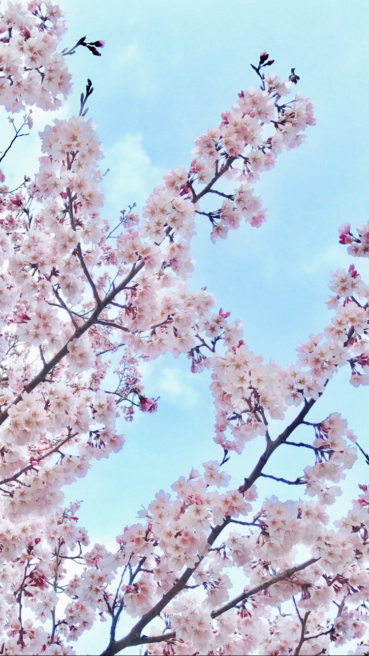 𓇟黒大根くん2 0 ビジネスとプログラミングの勉強 遠くから観る桜も悪くない W 桜 青空 Iphone越しの私の世界 ファインダー越しの私の世界 フリーアイコン フリー待ち受け 待ち受け 無断転載ダメ T Co Fs0qkj8xty Twitter